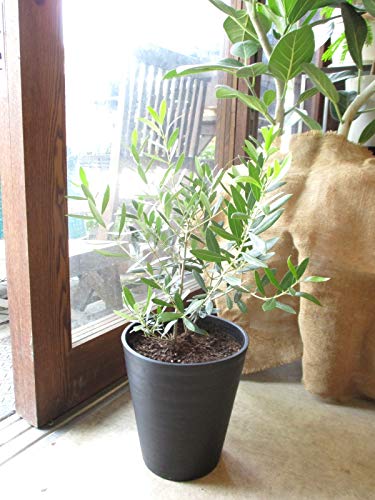 Amazon.co.jp: オリーブの木 2品種植え 7号鉢サイズ 黒色